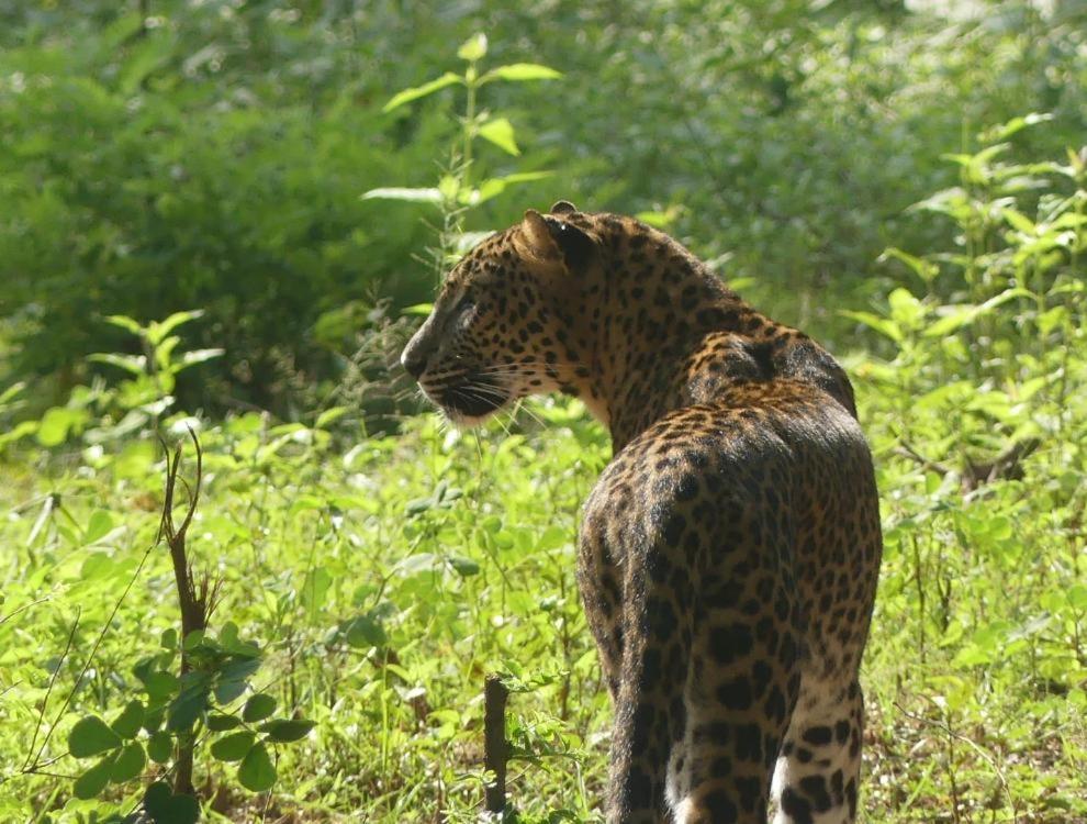 Viveka Inn Guest&Yala Safari Tissamaharama Exteriör bild