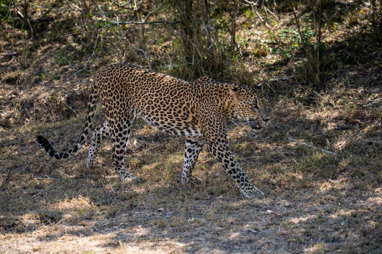 Viveka Inn Guest&Yala Safari Tissamaharama Exteriör bild